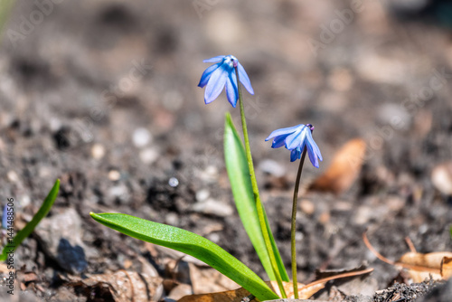 Obraz na płótnie Siberian squill, wood squill, Scilla siberica meadow plant with blue blossom in grass. Spring flower background w salonie