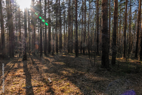 Obraz na płótnie Sunlit pine forest with tall straight tree trunks and scattered undergrowth. Outdoor forest photography. w salonie