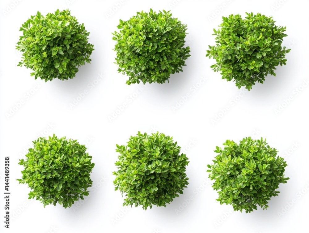 Aerial view of six vibrant green boxwood shrubs arranged symmetrically on a clean white background showcasing freshness and natural aesthetic for landscape design
