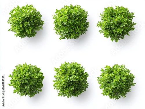 Obraz na płótnie Aerial view of six vibrant green boxwood shrubs arranged symmetrically on a clean white background showcasing freshness and natural aesthetic for landscape design w salonie