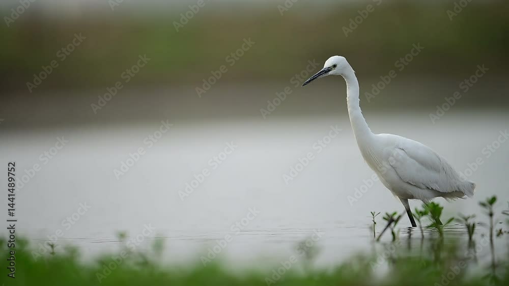 Little Egret Egretta garzetta ,wading in calm water Little Egret Egretta garzetta ,wading in calm water