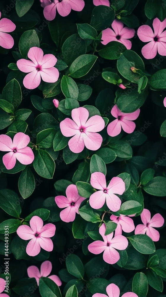 Captivating top view of vibrant pink periwinkle flowers amidst lush green foliage creating a serene botanical scene with a natural and organic aesthetic