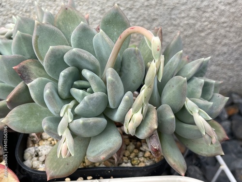 多肉植物