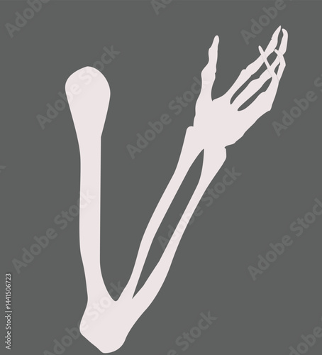 hand and finger bones.human skeleton bone hands.