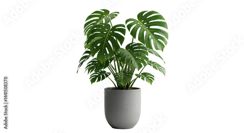 Monstera Deliciosa with Distinctive Split Leaves in Contemporary Gray Pot on Transparent Background