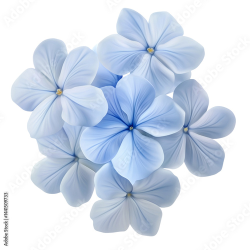 White plumbago or Cape leadwort flower. Close up small blue flower bouquet isolated on transparent background.
