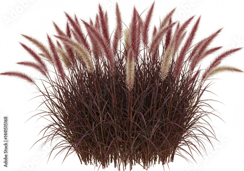 Dark-Leaved Ornamental Grass with Cream-Colored Seed Heads