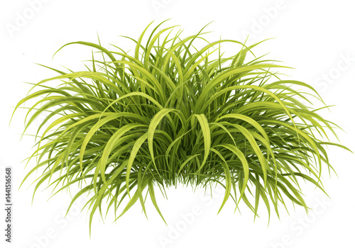 Lush, vibrant green ornamental grass isolated on white