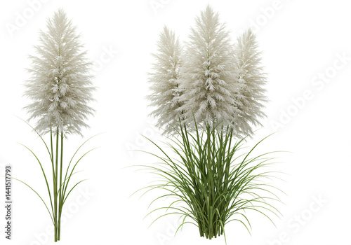 Ornamental Pampas Grass Plants Single and Clustered Varieties