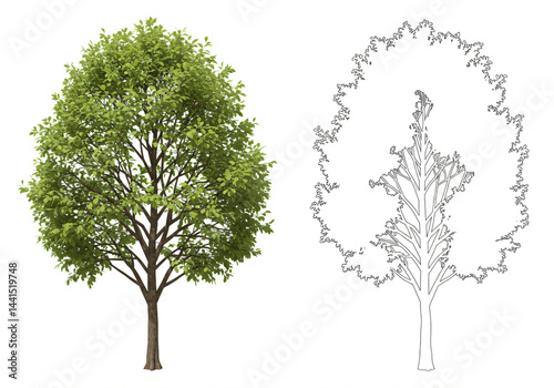 Deciduous Tree Detailed Rendering and Line Art
