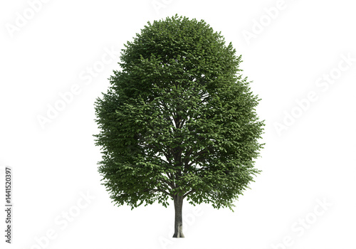 Isolated Lush Green Deciduous Tree on White Background