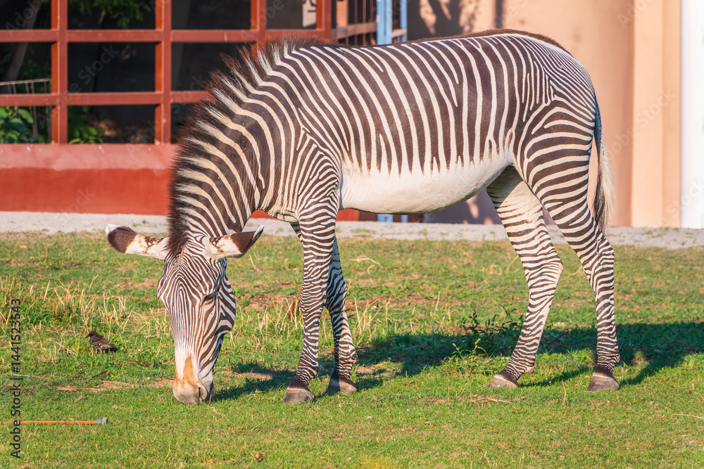 Grevy's zebra, lat Equus grevyi, also known as the imperial zebra eats green grass. Grevy's zebra, lat Equus grevyi, also known as the imperial zebra eats green grass.