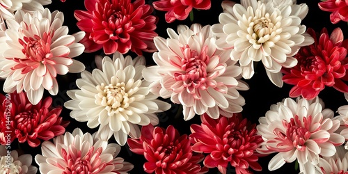 white-red flowers chrysanthemum. black isolated background with clipping path. Closeup no shadows. For design. Nature.