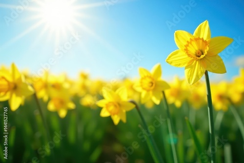 Sunlit daffodil field, vibrant yellow blooms against bright blue sky, daffodils, photography