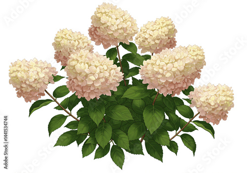 A Bountiful Cluster of Pale Pink Hydrangeas in Full Bloom