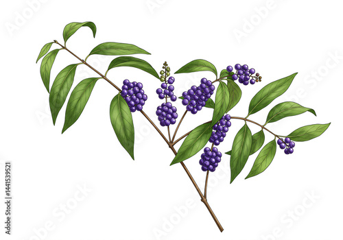 Dark purple berries cluster on verdant branch