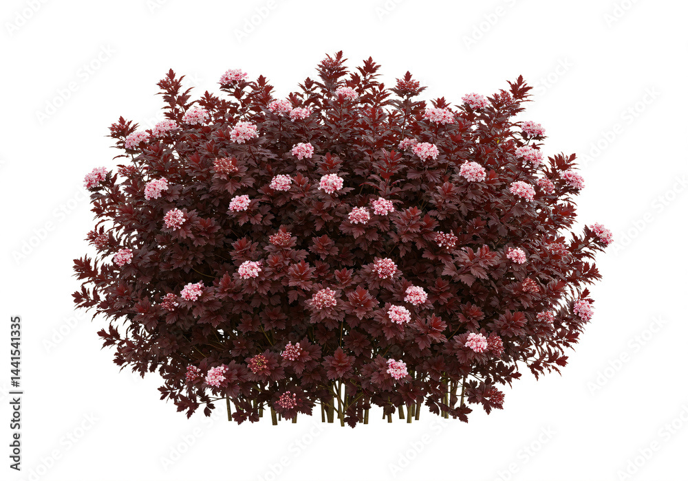 Fototapeta premium Crimson-Leaved Shrub Abundantly Blooming with Delicate Pink Flowers