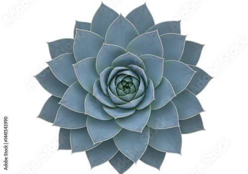 Serene succulent rosette, a captivating display of nature's artistry
