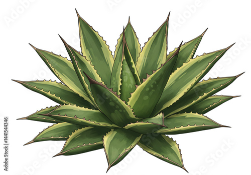 Striking agave succulent with variegated green and yellow leaves