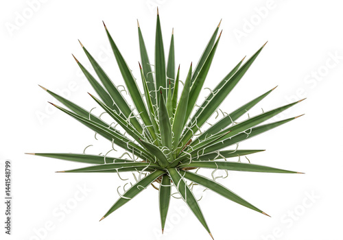 Agave Plant with Sharp, Filigree-Edged Leaves Isolated