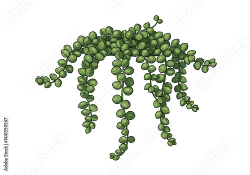 Elegant cascading succulent plant with round leaves
