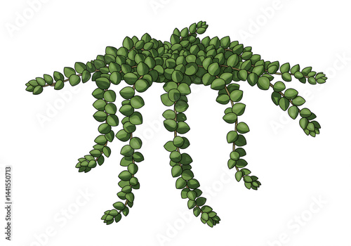 String of pearls succulent plant illustration