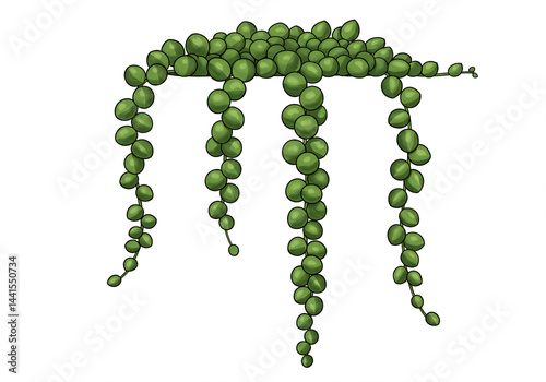 Green Succulent Plant with Cascading Pearl-like Leaves