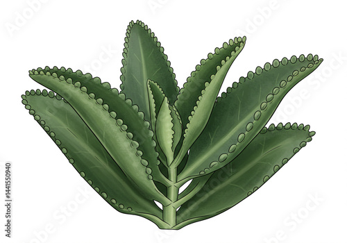 Mother of Thousands succulent plant illustration