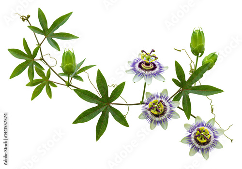 Passionflower Vine's Blooming Elegance with Buds and Lush Foliage
