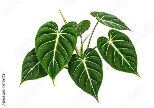 Lush Green Philodendron Leaves Isolated on White