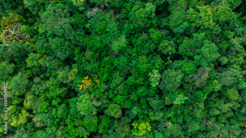 aerial view of dark green forest Abundant natural ecosystems of rainforest. Concept of nature forest preservation and reforestation.