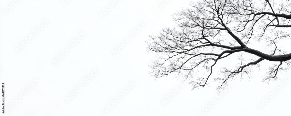 Bare tree branches against a white sky. Bare tree branches against a white sky.
