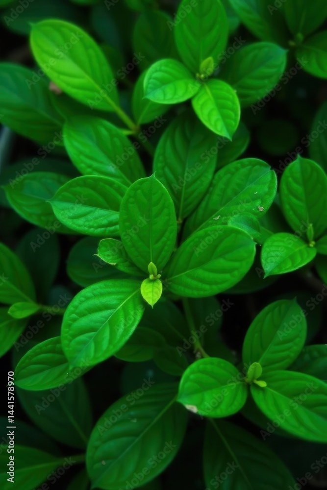 Lush, vibrant green leaves form a dense backdrop , illustration, fresh Lush, vibrant green leaves form a dense backdrop , illustration, fresh