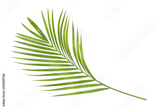Green palm leaves on transparent background png file