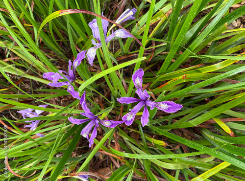 Iris douglasiana, Douglas iris, Pacific Coast Iris
