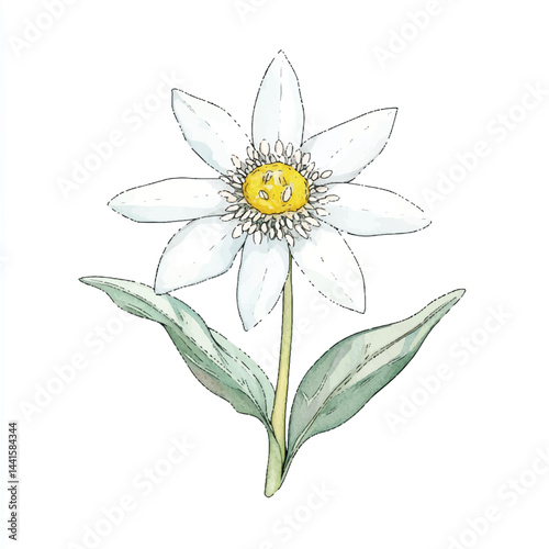 A Edelweiss simple cartoon drawing