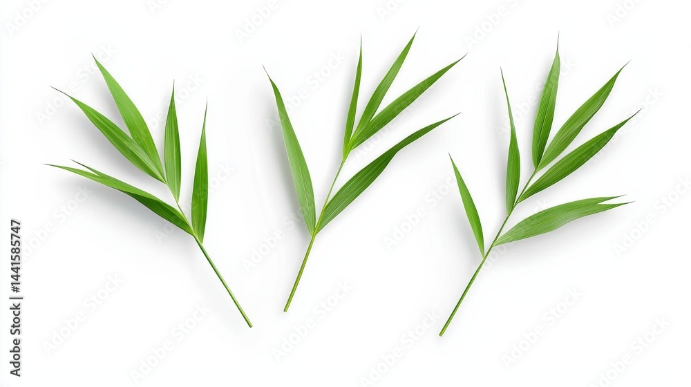 Fototapeta premium Three Delicate Blades of Grass Arranged on a White Background Showcasing Vibrant Green Hues