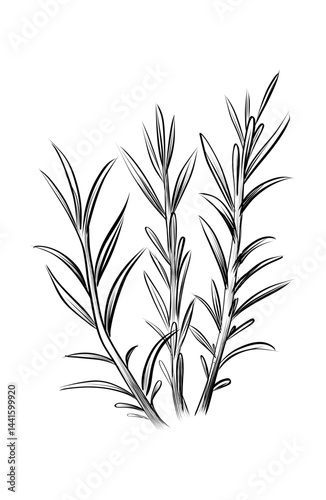 Rosemary branches herbal sketch vector