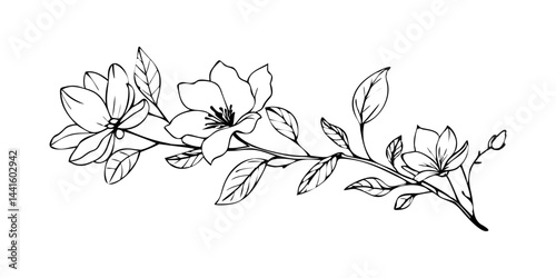 Black ink floral sketch of magnolia branch