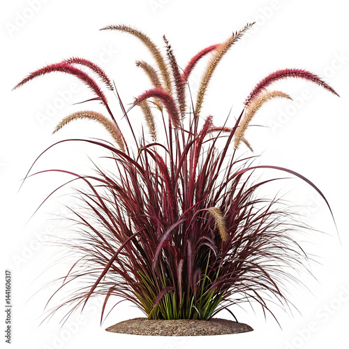 Isolated purple fountain grass plant with ornamental plumes on black background