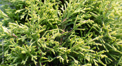 Evergreen Foliage of Chamaecyparis pisifera Sawara False Cypress Tree Displaying Natural Greenery and Botanical Outdoor Beauty. photo