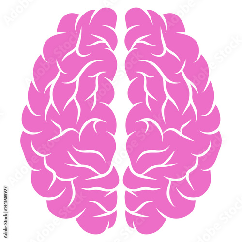 human brain anatomy