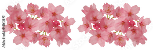 pink cherry blossom flower blooming