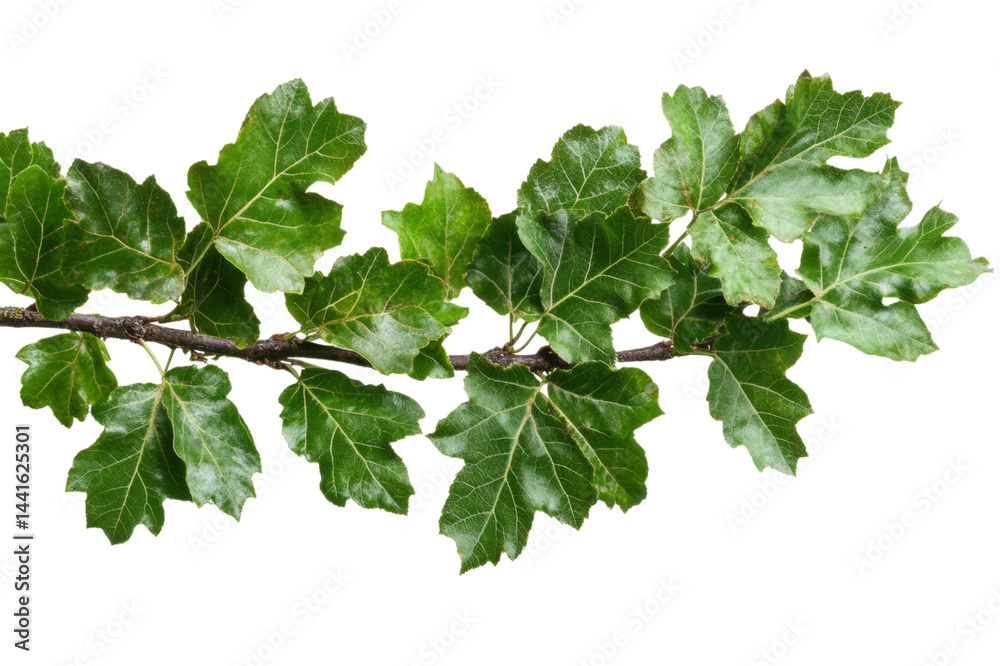Closeup of a Vibrant Green Branch with Lush Leaves Closeup of a Vibrant Green Branch with Lush Leaves