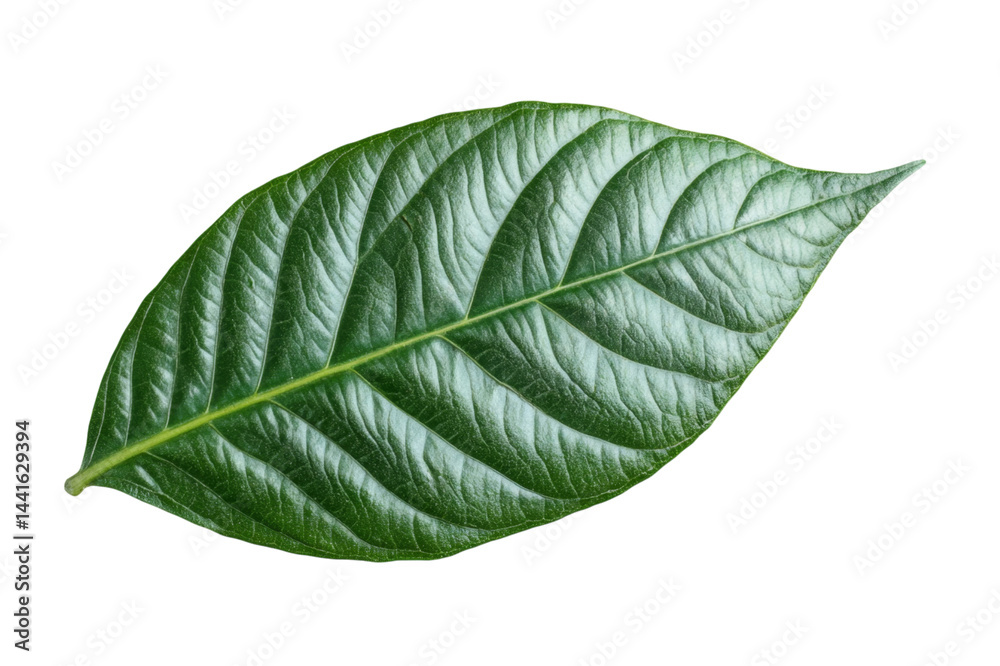 Obraz premium Close-up of a Lush Green Leaf