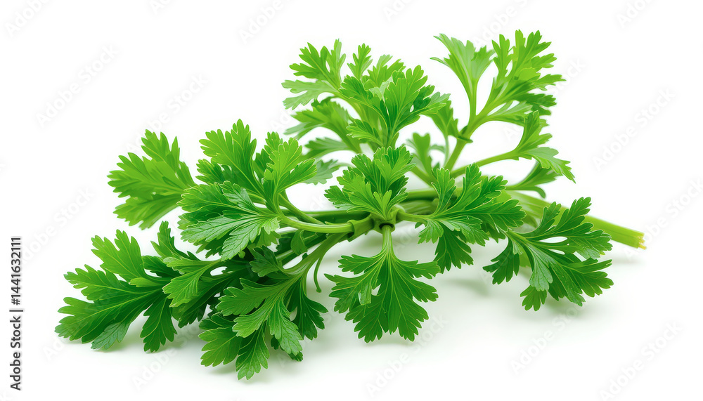Fototapeta premium Fresh Green Parsley Sprig Isolated on White Background