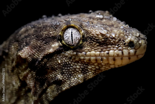 New caledonian giant gecko (rhacodactylus leachianus) closeup head on isolated background, Leachianus Gecko closeup head on isolated background