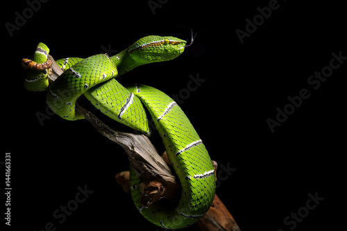 Sulawesi Green Pit Viper (Tropidolaemus subannulatus) on branch, Tropidolaemus subannulatus on isolated background photo