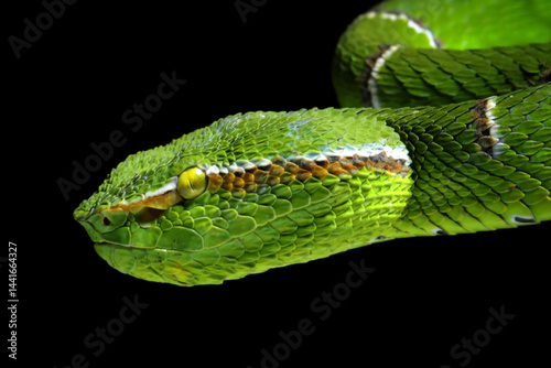 Closeup head Sulawesi Green Pit Viper (Tropidolaemus subannulatus) on branch, Tropidolaemus subannulatus head on isolated background photo