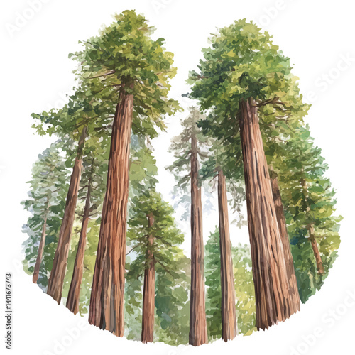 watercolor of Towering Redwoods, vector, isolated on a white background.